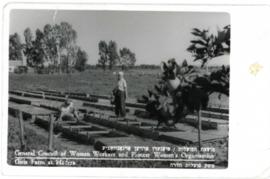 Postcard featuring "Girls Farm at Hadera" (General Council of Women Workers and Pioneer Women's Organisation)